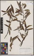 Foto von Salix bonplandiana Kunth